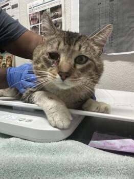 Domestic Short Hair Cats Available for Adoption in Sacramento, California - Quentin B. Squintin | PetCurious