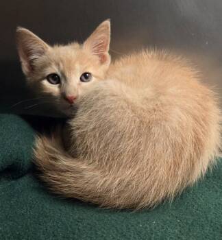 Domestic Short Hair Cats Available for Adoption in Ocala, Florida - Cassian (Petsmart) | PetCurious