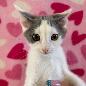 Arizona -  Domestic Short Hair Cat for Adoption in Goleta, California - Arizona | PetCurious