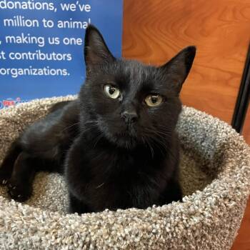 Domestic Short Hair Cats Available for Adoption in Pickering, Ontario - Jinx | PetCurious