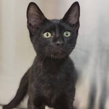 Klaus -  Domestic Short Hair Cat for Adoption in Sarasota, Florida - Klaus | PetCurious