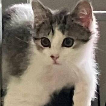 Baby Bleu -  Tabby Cat for Adoption in Wyandotte, Michigan - Baby Bleu | PetCurious