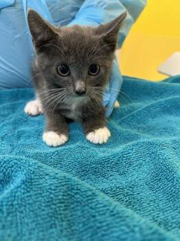 Wishmere -  Domestic Short Hair Cat for Adoption in Raleigh, North Carolina - Wishmere | PetCurious