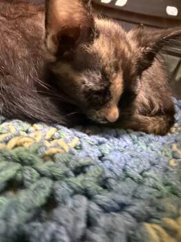MRS. PUFF -  Domestic Short Hair Cat for Adoption in Omaha, Nebraska - MRS. PUFF | PetCurious