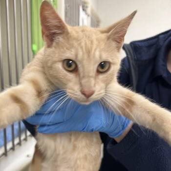 71649 -  Domestic Short Hair Cat for Adoption in Harrisonburg, Virginia - 71649 | PetCurious