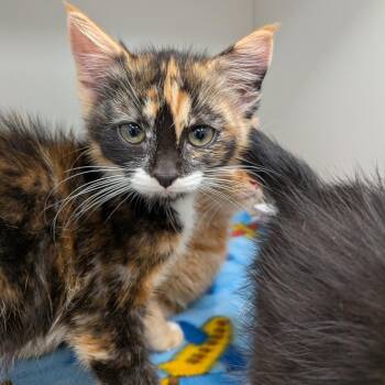 Cashmere -  American Shorthair Cat for Adoption in Jeffersonville, Indiana - Cashmere | PetCurious