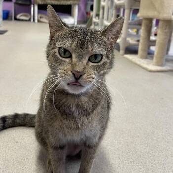 Boba -  Domestic Short Hair Cat for Adoption in Buffalo, New York - Boba | PetCurious