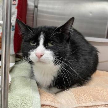 Daphne (Bonded) -  Domestic Short Hair Cat for Adoption in Wheaton, Illinois - Daphne (Bonded) | PetCurious