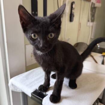 Tropcicle -  American Shorthair Cat for Adoption in Freeport, Florida - Tropcicle | PetCurious