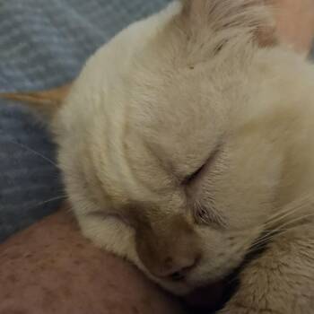 Domestic Short Hair Cats Available for Adoption - Gumbo | PetCurious