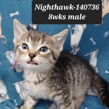 Nighthawk -  Domestic Short Hair Cat for Adoption in New Tazewell, Tennessee - Nighthawk | PetCurious