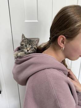 Domestic Short Hair Cats Available for Adoption - Checkers | PetCurious