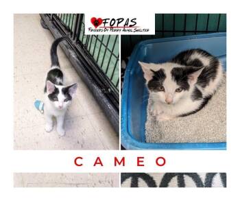 Rescue American Shorthair Cats for Adoption in Perry, Georgia - Cameo | PetCurious