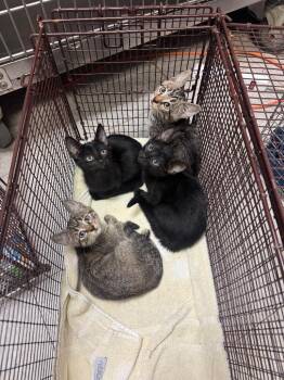26-0875C -  Domestic Short Hair Cat for Adoption in Sorrento, Louisiana - 26-0875C | PetCurious