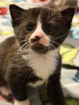 Domestic Short Hair Cats Available for Adoption - Elvis | PetCurious