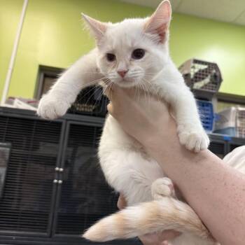 Domestic Short Hair Cats Available for Adoption in Lynchburg, Virginia - Kili | PetCurious