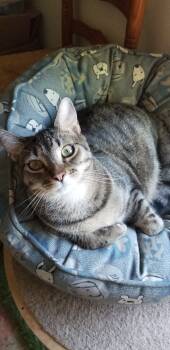 Rescue Domestic Short Hair and Tabby Cats for Adoption in Douglasville, Georgia - Molly | PetCurious