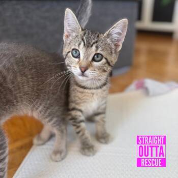Alanis Meowsette -  Domestic Short Hair Cat for Adoption in Vancouver, British Columbia - Alanis Meowsette | PetCurious