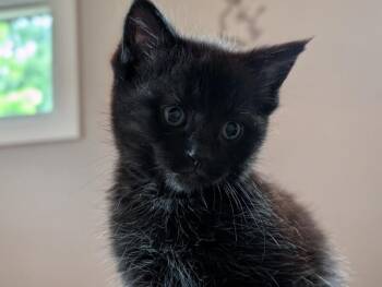 Randy Bo Bandy -  Domestic Short Hair Cat for Adoption in Adrian, Michigan - Randy Bo Bandy | PetCurious