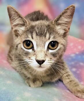 Lucy - Rancho Cucamonga PetSmart -  Domestic Short Hair Cat for Adoption in Yorba Linda, California - Lucy - Rancho Cucamonga PetSmart | PetCurious