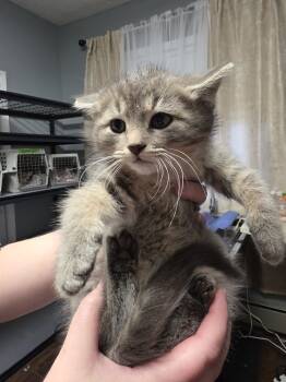 Rescue Domestic Short Hair Cats for Adoption in Metamora, Illinois - Kakuna | PetCurious