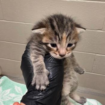Zoe -  Domestic Short Hair Cat for Adoption in Bristol, Indiana - Zoe | PetCurious