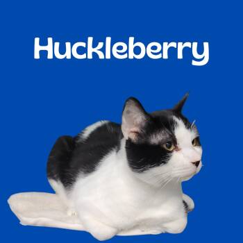 Rescue Tuxedo Cats for Adoption in South Padre Island, Texas - Huckleberry | PetCurious