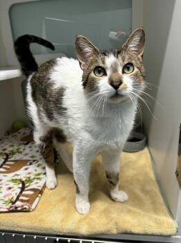 Rescue Domestic Short Hair Cats for Adoption in Muskegon, Michigan - Houdini | PetCurious