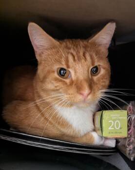 Rescue Domestic Short Hair Cats for Adoption in Waterloo, Iowa - Clayton | PetCurious