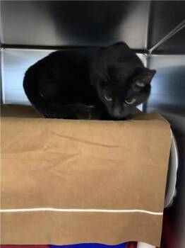 Sam -  Domestic Short Hair Cat for Adoption in Montreal, Quebec - Sam | PetCurious