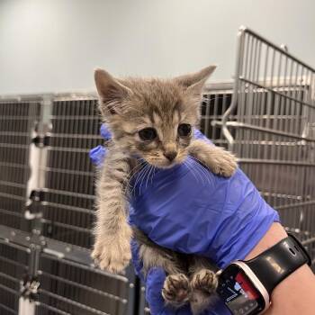 Circle-K -  Domestic Short Hair Cat for Adoption in Greensboro, North Carolina - Circle-K | PetCurious