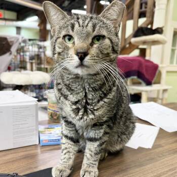 Samuel -  Domestic Short Hair Cat for Adoption in Mt. Juliet, Tennessee - Samuel | PetCurious