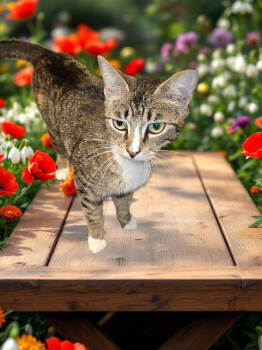 Rescue Tabby and Domestic Short Hair Cats for Adoption in Biloxi, Mississippi - Cascade | PetCurious