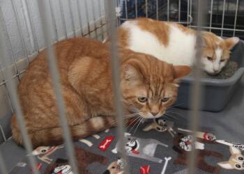 Tabby and Domestic Short Hair Cats Available for Adoption - Frank And Beans (Neutered) (Bonded Pair) | PetCurious