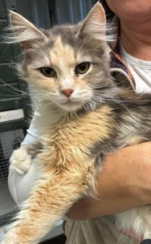 Eevee -  Domestic Medium Hair and Calico Cat for Adoption in Lafayette, Colorado - Eevee | PetCurious