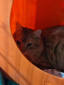 Domestic Medium Hair Cats Available for Adoption in Billings, Montana - Picasso | PetCurious