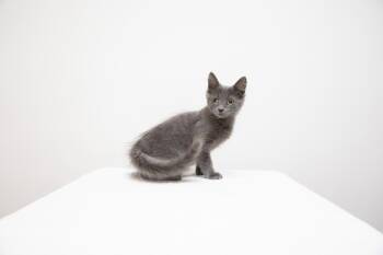 Rescue Domestic Long Hair and Extra Toes Cat Hemingway Polydactyl Cats for Adoption in Montclair, New Jersey - Blueberry Pie | PetCurious