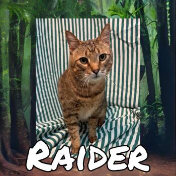 Domestic Short Hair Cats Available for Adoption - Raider | PetCurious