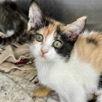 Alex -  Domestic Short Hair Cat for Adoption in Matteson, Illinois - Alex | PetCurious