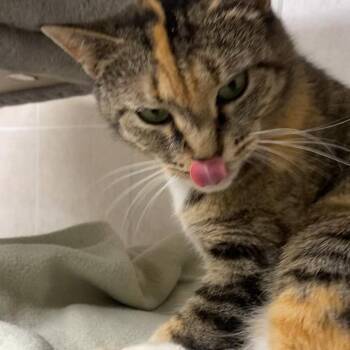 Rescue Domestic Short Hair and Torbie Cats for Adoption in North Kingstown, Rhode Island - Gypsy | PetCurious