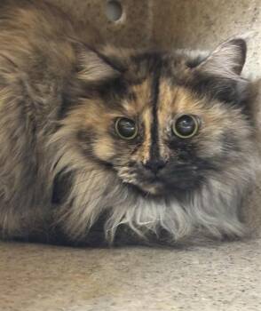 ANNA -  Domestic Long Hair and Domestic Short Hair Cat for Adoption in Anchorage, Alaska - ANNA | PetCurious