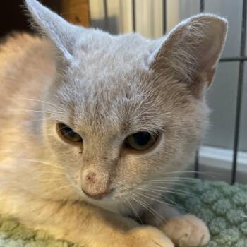 Daffodil -  Domestic Short Hair Cat for Adoption in Marion, Illinois - Daffodil | PetCurious