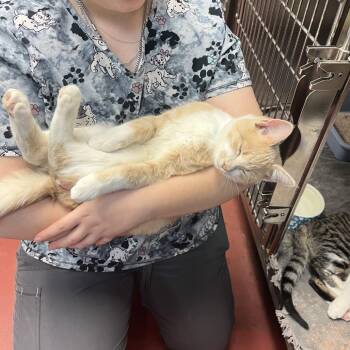 Wallie -  Domestic Short Hair Cat for Adoption in Houston, Texas - Wallie | PetCurious