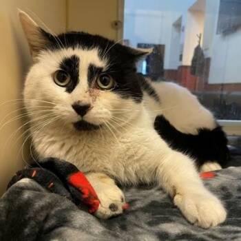 Domestic Short Hair Cats Available for Adoption - Octavio | PetCurious