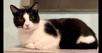 Domestic Short Hair Cats Available for Adoption - Salsa | PetCurious
