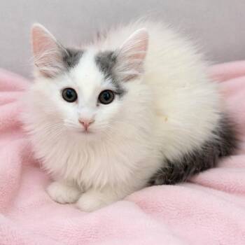 Domestic Long Hair Cats Available for Adoption - Jamie’s White Fluff  | PetCurious