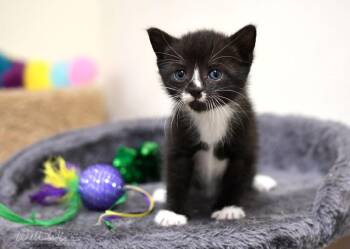 Banzai -  Domestic Short Hair Cat for Adoption in Monroe, Georgia - Banzai | PetCurious