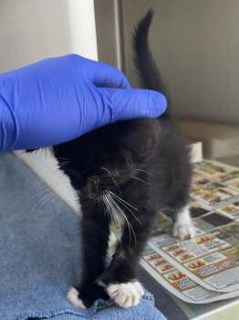 Cookie -  Domestic Short Hair Cat for Adoption in Westland, Michigan - Cookie | PetCurious