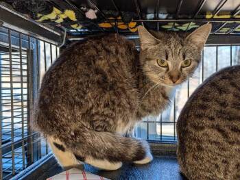 Domestic Short Hair Cats Available for Adoption - Vienna | PetCurious