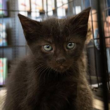 Domestic Short Hair Cats Available for Adoption in Merrifield, Virginia - Lentil Bryant | PetCurious